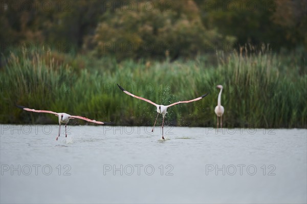 Greater Flamingos (Phoenicopterus roseus), starting from the water, Parc Naturel Regional de Camargue, France, Europe