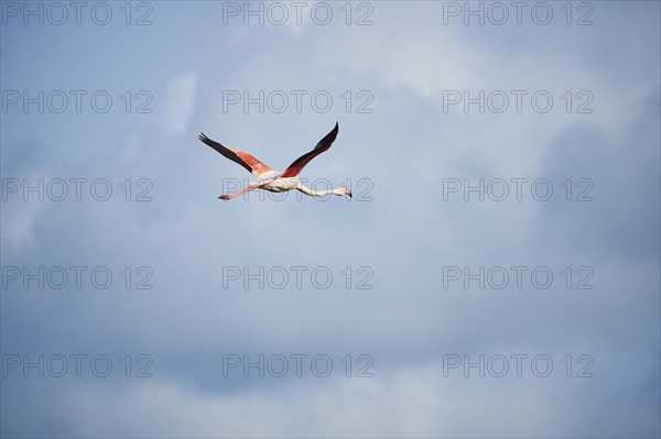 Greater Flamingo (Phoenicopterus roseus), flying in the sky, Parc Naturel Regional de Camargue, France, Europe