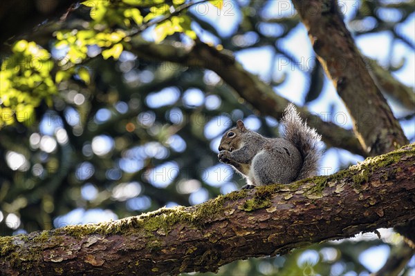 Eurasian red squirrel (Sciurus vulgaris) sitting hidden on branch in tree, eating, view from below, Botanic Garden, Dublin, Ireland, Europe