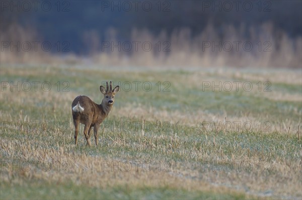 Roe deer (Capreolus capreolus) adult male buck on a grass field, Suffolk, England, United Kingdom, Europe