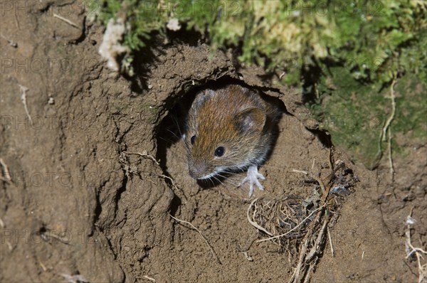 Sylvaemus sylvaticus, Wood mouse (Apodemus sylvaticus), wood mice, Mice, Mouse, Rodents, Mammals, Animals, Wood mouse head emerging from nest while leaving burrow
