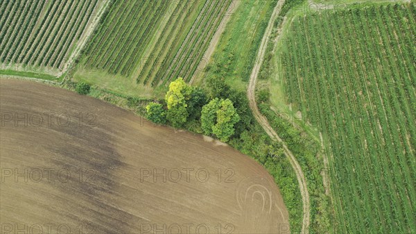 Aerial view, landscape with field and vineyard, Weinviertel, Hadres, Lower Austria, Austria, Europe