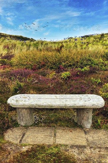 Simple wooden bench in dune landscape, flowering heath, Isle of Tresco, Isles of Scilly, Cornwall, England, Great Britain