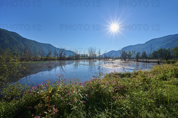 Moorland, sun, morning, summer, Bleistätter Moor, Steindorf am Ossiacher See, Lake Ossiach, Carinthia, Austria, Europe