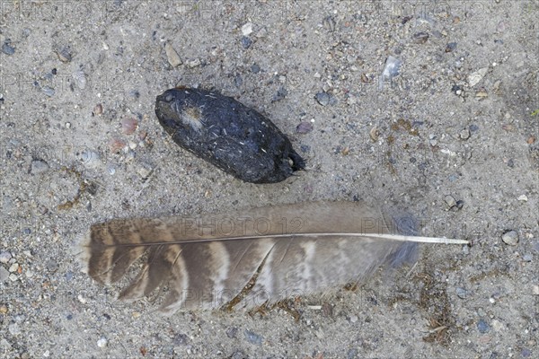 Lost feather and regurgitated pellet of Eurasian eagle-owl (Bubo bubo), European eagle-owl on the ground