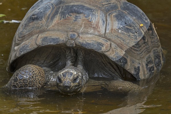 Aldabra giant tortoise (Aldabrachelys gigantea) (Testudo gigantea) native to the islands of the Aldabra Atoll in the Seychelles