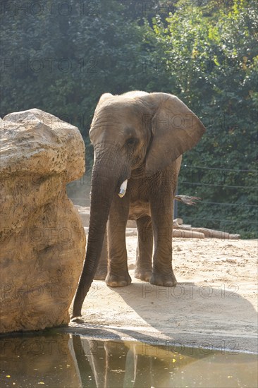 Dresden Zoo, Elephants