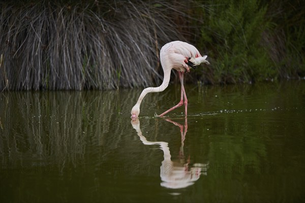 Greater Flamingo (Phoenicopterus roseus) walking in the water, Parc Naturel Regional de Camargue, France, Europe