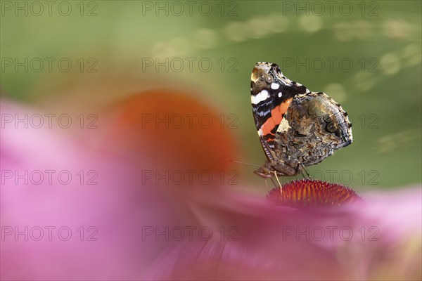 Red admiral (Vanessa atalanta) butterfly adult feeding on a garden Coneflower (Echinacea purpurea) flower, Norfolk, England, United Kingdom, Europe