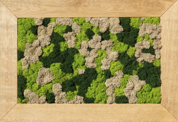 Moss picture, Colourful moss in a picture frame, Abstract background, Graphic elements, Texture background, Austria, Europe
