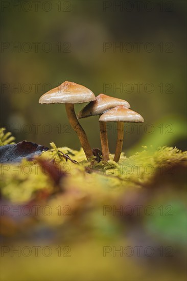 A small group of mushrooms on mossy ground in the forest, Calw, Black Forest, Germany, Europe