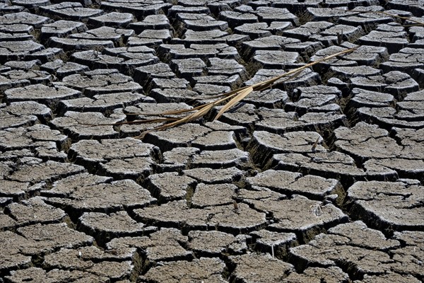 Heavily desiccated soil of Lake Neusiedl, Lake Neusiedl-Seewinkel National Park, Illmitz, Burgenland, Austria, Europe