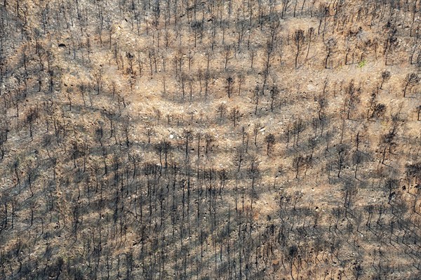 Burned Stone or Umbrella Pines (Pinus pinea) after a forest fire, aerial view, drone shot, Sierra Bermeja, Málaga Province, Andalusia, Spain, Europe