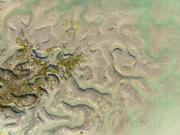 Network of channels and streams at low tide, in the marshland of the Bahía de Cádiz, aerial view, drone shot, Cádiz province, Andalusia, Spain, Europe