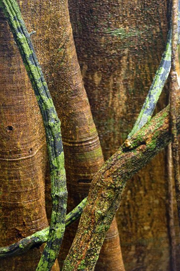 Structure, pattern, deposits, patina, art, nature, nature art on tropical tree, rainforest, climate, Australia, Oceania