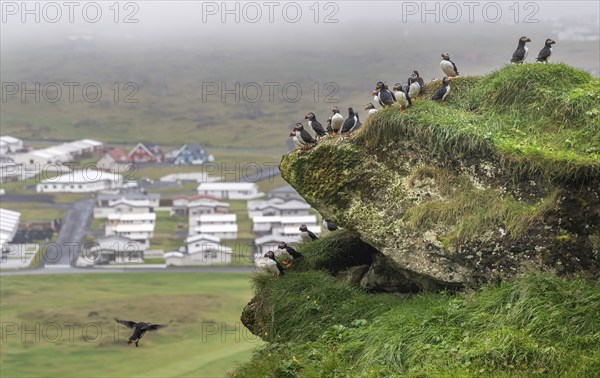 Puffin (Fratercula arctica) sitting on a grassy rock, Heimaey Island, Westman Islands, Vestmannaeyjar, Suðurland or South Iceland, Iceland, Europe