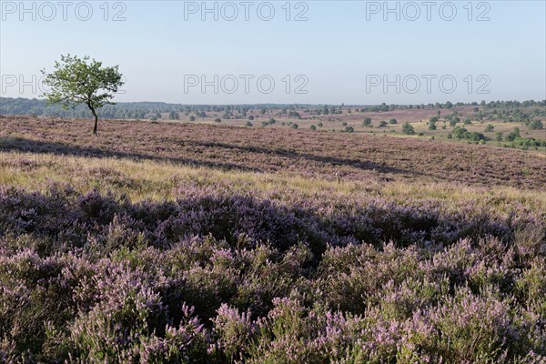 Heath blossom in the heath around the Wümmeberg in the Lüneburg Heath nature reserve. Niederhaverbeck, Lower Saxony, Germany, Europe