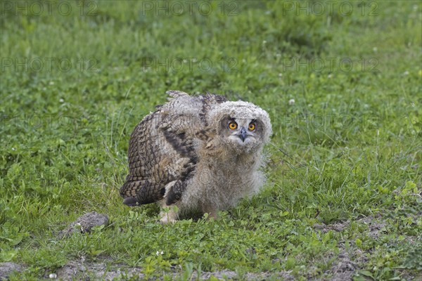 Eurasian eagle-owl (Bubo bubo), young European eagle-owl owlet sitting exposed on the ground in grassland, meadow in spring