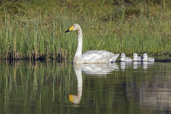 Whooper swan (Cygnus cygnus) adult swimming in lake with cygnets in spring in Scandinavia