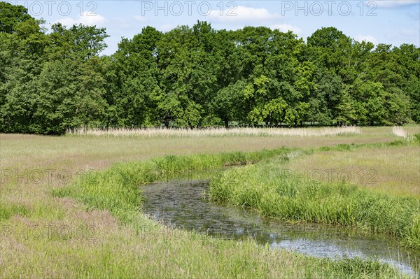 River Aller, Allertal nature reserve between Wolfsburg and Gifhorn, Lower Saxony, Germany, Europe