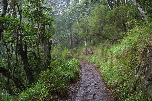 PR11 Vereda dos Balcões hiking trail through laurel forest to the Miradouro Balcoes viewpoint, Ribeiro Frio, Madeira, Portugal, Europe