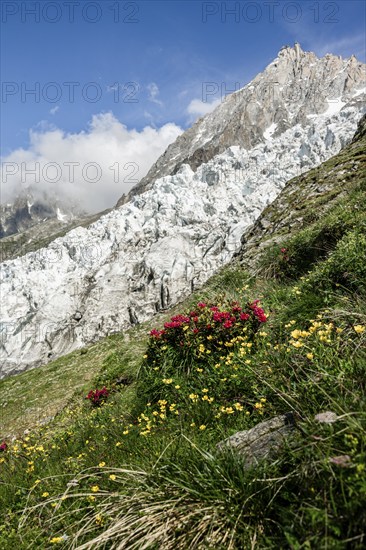 Alpine flowers in front of glacier Glacier des Bossons, behind summit of Aiguille du Midi, Chamonix, Haute-Savoie, France, Europe