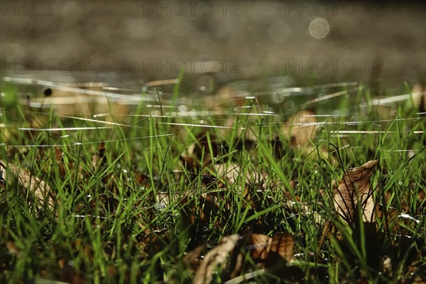 Meadow with cobweb threads, autumn, Germany, Europe