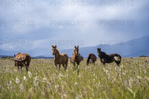 A herd of horses runs through a wild field with mountain views, Yssykköl, Kyrgyzstan, Asia