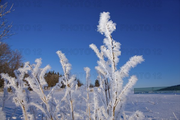 Ice crystals when it is very cold, the moisture in the air settles on the branches of the trees and on blades of grass, forming bizarre crystal formations