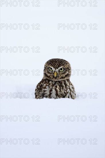 Pygmy Owl (Glaucidium passerinum), adult, in the snow, in winter, portrait, alert, Bohemian Forest, Czech Republic, Europe