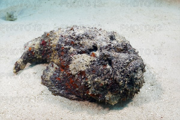 Reef stonefish (Synanceia verrucosa), lies uncamouflaged, open, on sandy bottom, dangerous, poisonous, Great Barrier Reef, UNESCO World Heritage Site, Coral Sea, Coral Sea, Pacific Ocean, Cairns, Queensland, Australia, Oceania