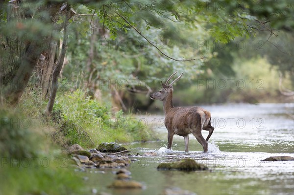 Red deer (Cervus elaphus), young red deer, spit walks through mountain river