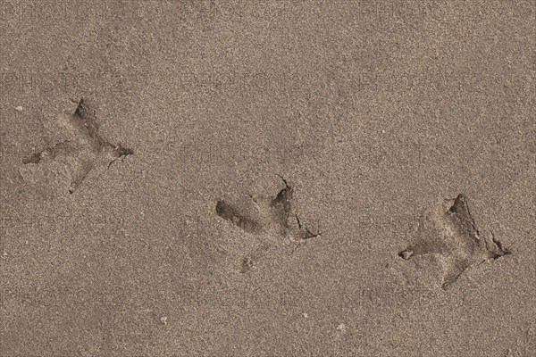Western Capercaillie (Tetrao urogallus), Wood Grouse, Heather Cock footprints in the sand