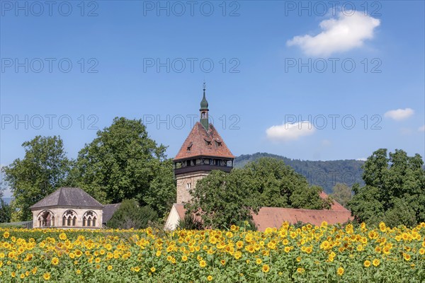 Geilweilerhof, Julius Kühn Institute for Grapevine Breeding, Sunflower Field, Siebeldingen, German Wine Route, Southern Wine Route, Palatinate, Rhineland-Palatinate, Germany, Europe