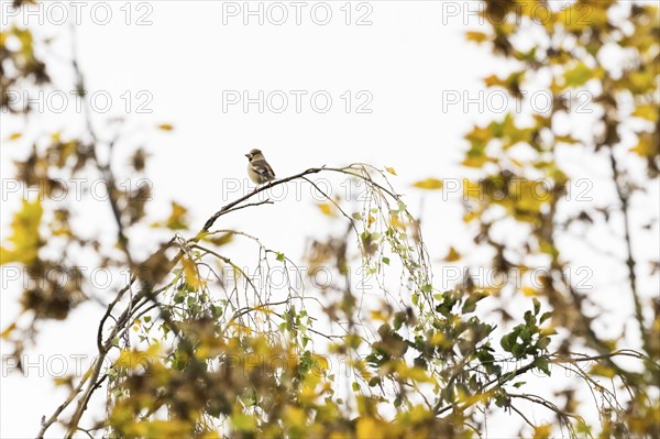 Hawfinch (Coccothraustes coccothraustes) sitting on a birch branch, autumnal bokeh, Hesse, Germany, Europe