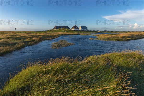 Hamburger Hallig, Reußenköge, North Frisia, dwelling mound, reed houses, grasses, sheep, evening light, blue sky, Schleswig-Holstein, North Germany, Germany, Europe