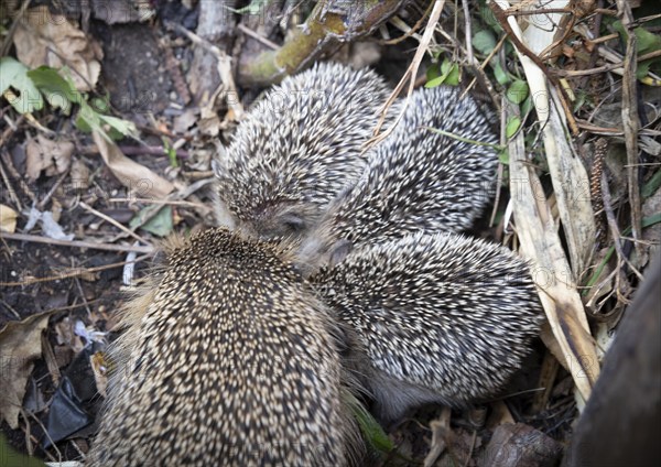 Hedgehog mother with young in the living environment of humans. A near-natural garden is a good habitat for hedgehogs, young hedgehogs can also be fed to give them a better chance of survival for hibernation, Bannewitz, Saxony, Germany, Europe