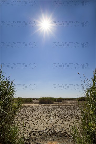 Heavily desiccated soil of Lake Neusiedl, Lake Neusiedl-Seewinkel National Park, Illmitz, Burgenland, Austria, Europe