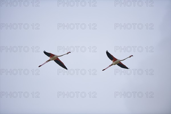 Greater Flamingos (Phoenicopterus roseus), flying in the sky, Parc Naturel Regional de Camargue, France, Europe