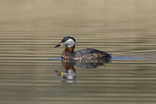 Red-necked grebe (Podiceps grisegena) (Podiceps griseigena) swimming in lake during the breeding season in spring