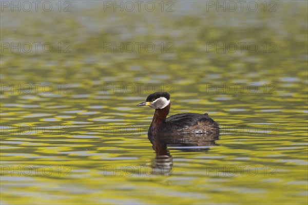 Red-necked grebe (Podiceps grisegena) swimming in lake during the breeding season in spring