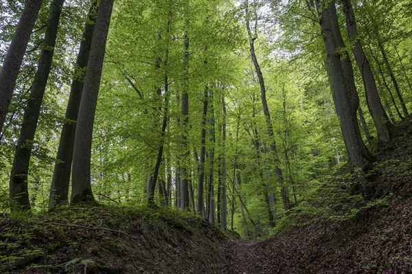 Buchenwald, Wiesensteig, Swabian Alb, Baden-Württemberg, Germany, Europe