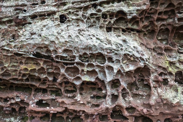 Eroded red sandstone, old castle rock, close-up, natural and cultural monument, Brechenberg near Eppenbrunn, Palatinate Forest, Rhineland-Palatinate, Germany, Europe