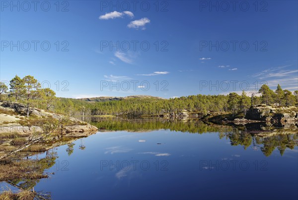 Wooded banks reflected in a calm lake, deserted, pine trees, Kystriksveien, Helgeland, Nordland, Norway, Europe