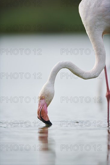 Greater Flamingo (Phoenicopterus roseus) standing in the water, portrait, Parc Naturel Regional de Camargue, France, Europe