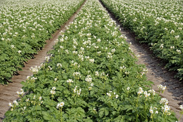 Field with potatoes (Solanum tuberosum) at flowering time, North Rhine-Westphalia, Germany, Europe