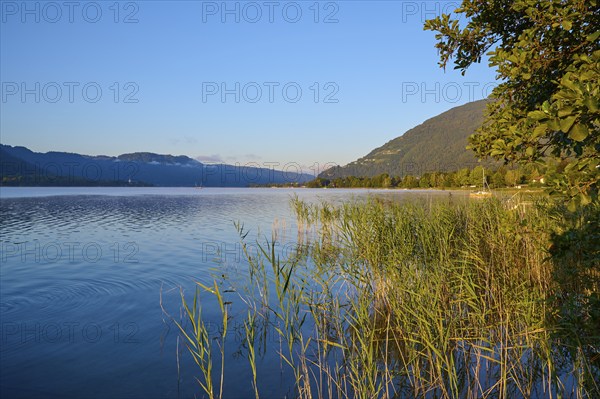 Lake shore, reeds, sunrise, summer, Steindorf am Lake Ossiach, Lake Ossiach, Carinthia, Austria, Europe