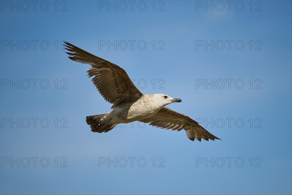 Yellow-legged gull (Larus michahellis), youngster flying in the sky, wildlife, France, Europe