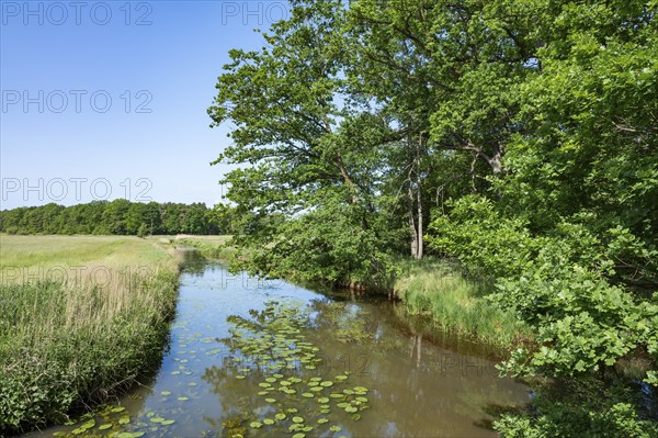 River Aller, oak trees (Quercus), blue sky, Allertal nature reserve between Wolfsburg and Gifhorn, Lower Saxony, Germany, Europe