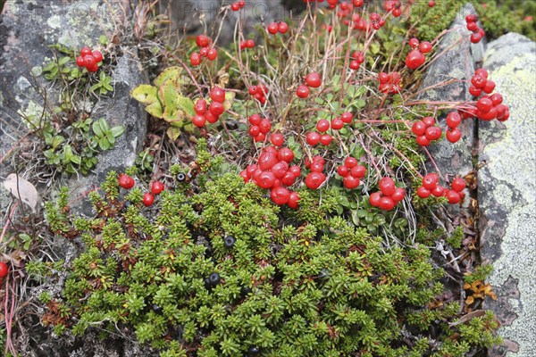 Red cranberries (Vaccinium subg.) and black crowberries (Empetrium nigrum) in the tundra, Lapland, Northern Norway, Scandinavia